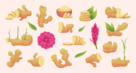Ginger. Natural food healthy products exact vector sliced ginger spice plants illustrations in cartoon style