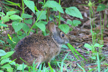 Rabbit surrounded by leaves.