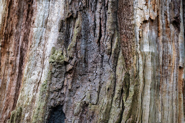 bark of a tree