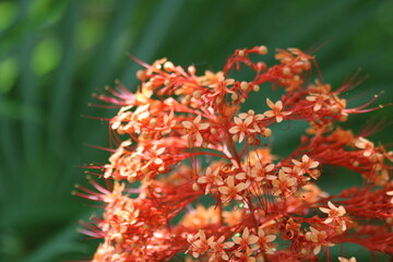 Red pagoda flower