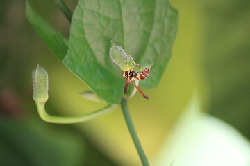 Wasp on a leaf