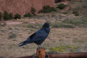 Profile view of a Common Raven perched on a wooden post in Utah