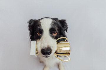 Cute puppy dog border collie holding gold champion trophy cup in mouth isolated on white background. Winner champion funny dog. Victory first place of competition. Winning or success concept