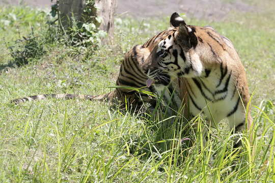A Bengal tiger is stalking prey in the grassland. This big cat has the scientific name Panthera tigris tigris.