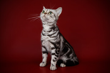 American shorthair cat on colored backgrounds