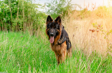 German shepherd dog in harness out for a walk lying, running, walking on the grass in sunny summer day