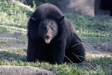 A Himalayan black bear is resting in a meadow. This large and strong mammal has the scientific name Ursus thibetanus laniger.
