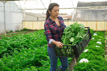 Latin american farmer woman harvests organic celery at farm plantation