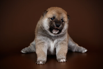 Shiba inu on colored backgrounds