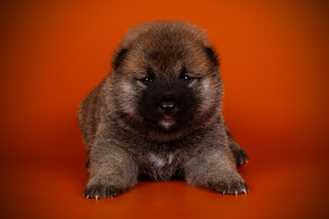 Obraz premium Shiba inu on colored backgrounds