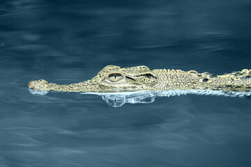 crocodiles, estuarine crocodiles, estuarine crocodiles swim in fresh water
