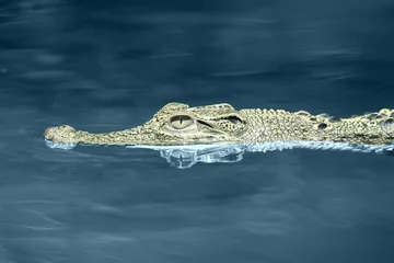 Foto auf Acrylglas crocodiles, estuarine crocodiles, estuarine crocodiles swim in fresh water  © ridho