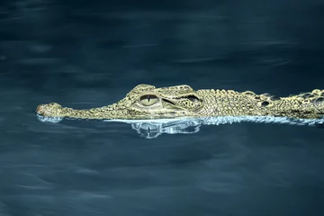 Poster crocodiles, estuarine crocodiles, estuarine crocodiles swim in fresh water  © ridho