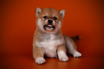 Shiba inu on colored backgrounds