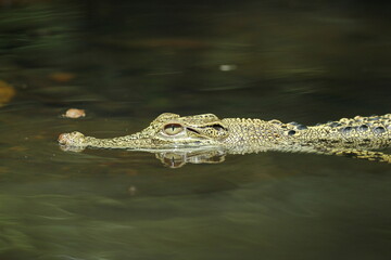 crocodiles, estuarine crocodiles, estuarine crocodiles in fresh water
