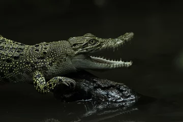 Selbstklebende Fototapeten crocodile, estuarine crocodile, gaping estuarine crocodile  © ridho