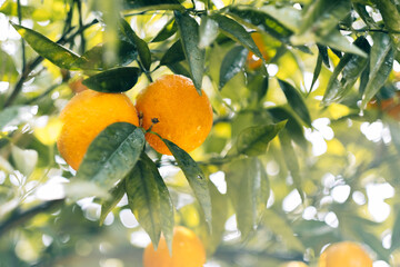 Close-up of citrus oranges on a tree and sun shining through the leaves