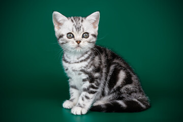 American shorthair cat on colored backgrounds