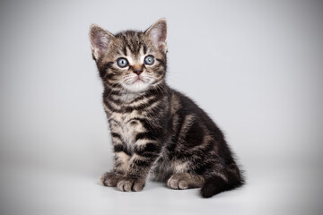 Fototapeta premium American shorthair cat on colored backgrounds