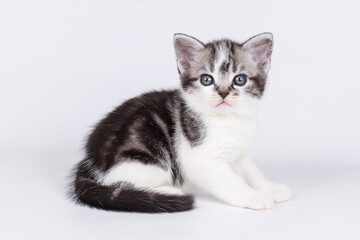 American shorthair cat on colored backgrounds