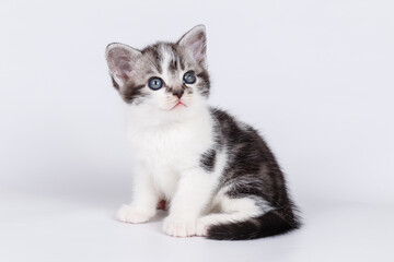 American shorthair cat on colored backgrounds