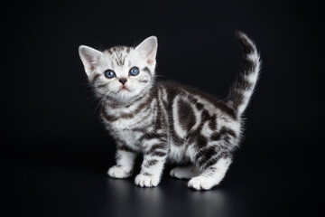 American shorthair cat on colored backgrounds