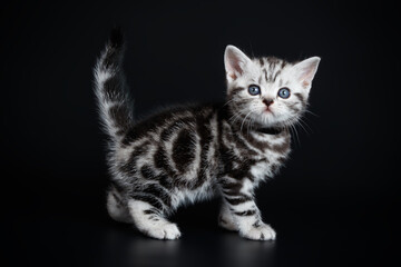 American shorthair cat on colored backgrounds