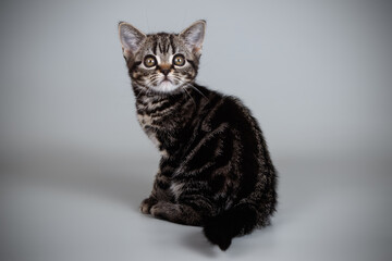 Studio photography of an American shorthair cat on colored backgrounds