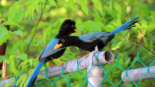 Yucatan jay bird birds in trees tropical jungle nature Mexico.