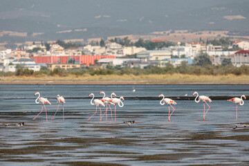 Naklejka premium A flock of beautiful pink flamingos walking on the beach of Alexandroupolis Evros Greece near to Delta Evros National Park, winter migration