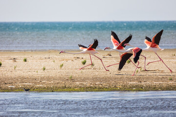 A flock of pink flying flamingos on the beach of Alexandroupolis Evros Greece, near to Delta Evros national park