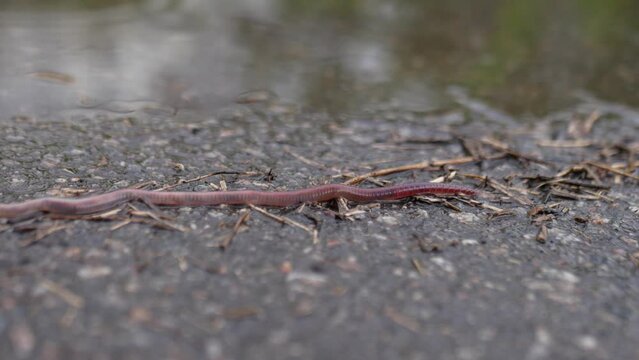A pink worm crawls along the asphalt during the rain. Its long body stretches across the full width of the frame.