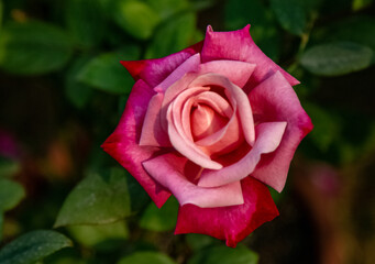 Pink roses blooming in garden. Flower wallpaper.