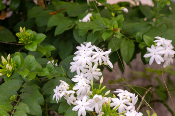 White crepe Jasmine flowers (Tabernaemontana divaricata), shallow focus
