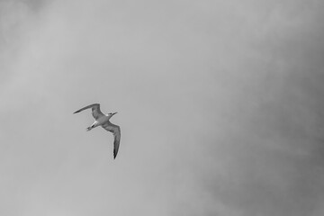 Gaviota volando