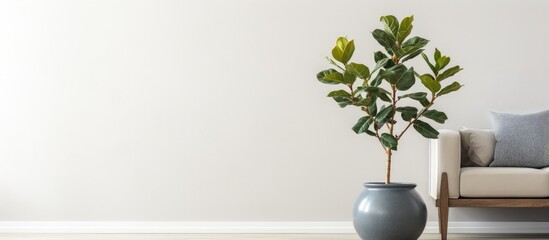 A large black pot containing a fiddle fig in a living area