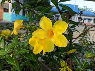 Allamanda cathartica flower in tropical nature	