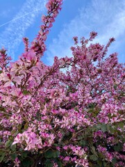 pink flowers of the Hong Kong orchid tree, Hong Kong orchid (Bauhinia × blakeana), bauhinia in Valencia, Spain