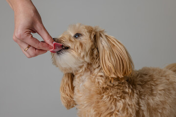 A girl feeds a Maltipoo puppy dry food. taking care of a dog, happy dogs concept