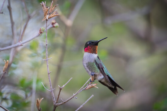 ruby throated hummingbird perched on twig
