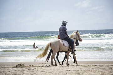 horse on the beach, assinie ivory coast