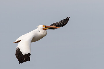 pelican soaring 