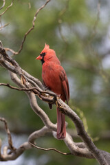 cardinal in curly willow tree