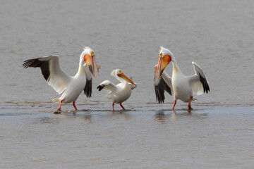 Fototapeta premium three pelicans on shore