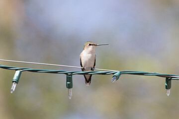 hummingbird profile on wire