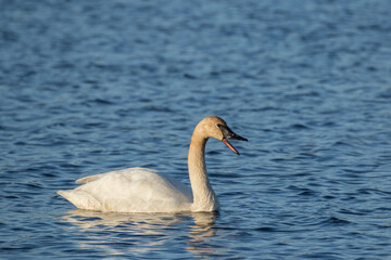 swan on the lake