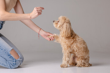 Maltipoo dog gives paw to owner girl close up, concept of happy dogs, love for dog
