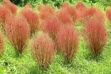 Kochia ( Bassia scoparia ). Amaranthaceae annual plants. Stems are erect and initially green, later...