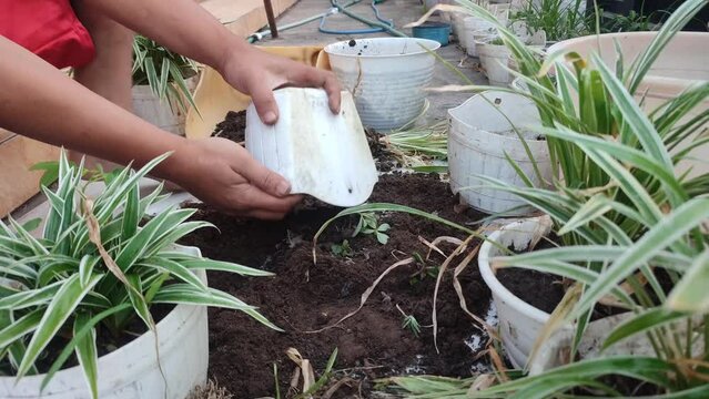 Agriculture. Growing flowers in pots.