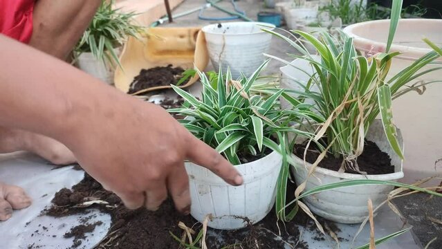 Planting and caring for Chlorophytum comosum flowers, commonly called spider plants or potted paris lilies.